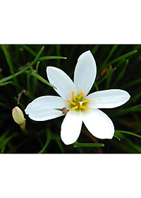 Cây huệ mưa (trắng) - cây cảnh vườn + tặng phân bón cho cây