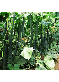 Hạt giống Dưa leo Nhật F1 quả to dài VTP112