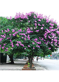 Cây bằng lăng thái - cây cảnh vườn + tặng phân bón cho cây