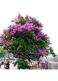 Cây bằng lăng thái - cây cảnh vườn + tặng phân bón cho cây