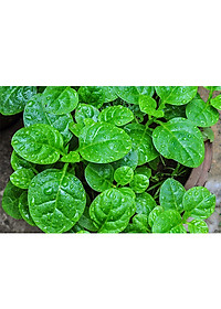 Hạt Giống Mồng Tơi Cao Sản Phú Nông ( Lá To ) - 50G/Gói