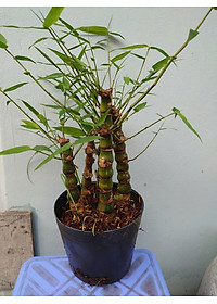 Cây Trúc Quan Âm - Trúc Phật Bà - Cây trúc đùi gà - cây tre đùi ếch