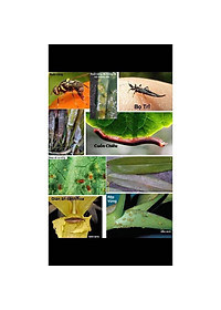 Diệt - Muỗi, Gián, Kiến - Gói FENDONA 10SC 5ml Pet-1989