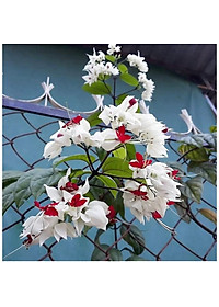 Cây Ngọc Nữ - cây cảnh vườn + Tặng phân bón cho cây mau lớn