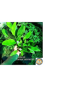 Cây thủy sinh Lan nước,bách thủy tiên,Không Co2, dễ trồng,phụ kiện trang trí hồ cá cảnh,thủy sinh, hòn non bộ,phần 1 cây