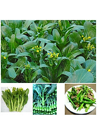 Hạt giống cải ngồng bông - cải ngọt ăn bông gói 20g VTS30