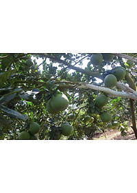 product-img-11
