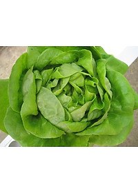 Hạt giống xà lách búp chịu nhiệt Italy VTS38