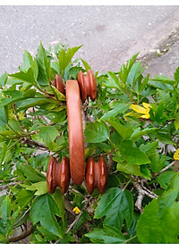 product-img-4