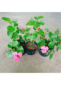product-img-9
