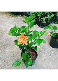 Cây Hoa Dâm Bụt cánh kép (Màu Cam) - cây cảnh để trong nhà + tặng phân bón cho cây