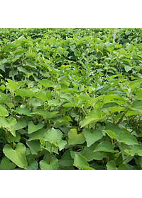 Bột Diếp Cá Sấy Lạnh Nguyên Chất Gói 100gr - Giảm mở, giảm cân, kháng viêm, hỗ trợ trĩ, táo bón