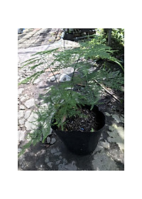 Cây Thủy Tùng - Cây cảnh để bàn + tặng phân bón cho cây