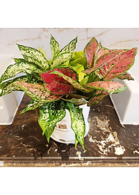 product-img-8