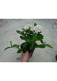 Cây Mẫu Đơn Trắng (Lá Trung) - cây bông trang trắng - cây cảnh vườn + tặng phân bón cho cây