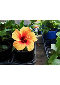 Cây Hoa Dâm Bụt Cam - cây cảnh vườn + tặng phân bón cho cây