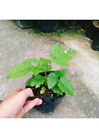 Cây phúc bồn tử ( cây mâm xôi ) - cây cảnh vườn + tặng phân bón cho cây