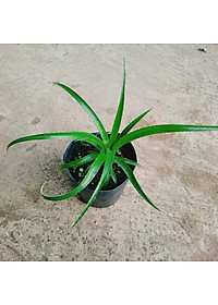 Cây dứa kiểng - cây thơm baby + tặng phân bón