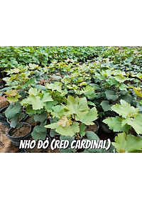 Cây Nho Giống Đỏ Red Cardinal Trái To - cây ăn quả + tặng phân bón cho cây mau lớn