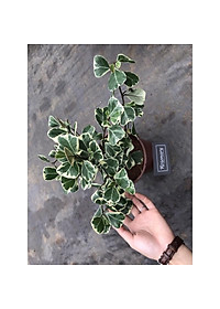 Cây BÀNG CẨM THẠCH - Bàng Trái Tim Mini để bàn