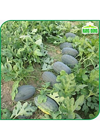 Hạt giống Dưa Hấu Rado 331 (10 hạt) trái to, dài, ruột đỏ, ngọt, kháng sâu bệnh, trồng quanh năm - Hạt giống Rạng Đông