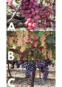 product-img-6