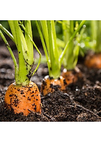 Hạt Giống Cà Rốt Rado 507