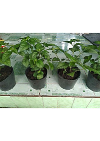 Cây trà tiên - Cây cảnh vườn + tặng phân bón cho cây