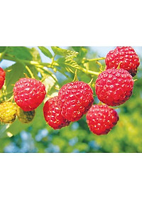 Cây phúc bồn tử ( cây mâm xôi ) - cây cảnh vườn + tặng phân bón cho cây