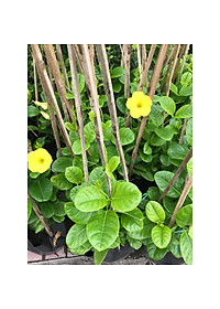 Cây Huỳnh Đệ (thân leo) - cây cảnh vườn + Tặng phân bón cho cây mau lớn