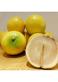 Cây vú sữa hoàng kim ( vú sữa vàng ) - cây cảnh vườn + tặng phân bón cho cây