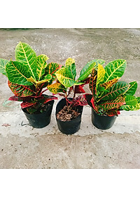 Cây Lá Màu Coton - cây cảnh để bàn + Tặng phân bón cho cây