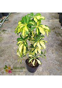 Cây Ngũ Gia Bì Cẩm Thạch - Cây đuổi muỗi - cây cảnh để bàn + Tặng phân bón cho cây