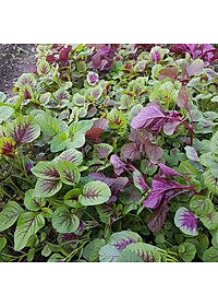 Hạt giống rau Dền 3 màu - Dền tiều VTS162