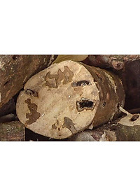 cây giống Trầm Hương (dó bầu) f1 thuần chủng