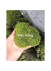 Rêu dùng cho bán cạn, tiểu cảnh (rêu nhung, trác bá, đầu trắng, weeping...)
