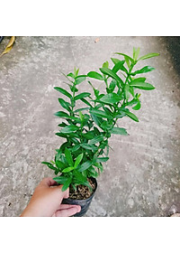 Mẫu đơn ngũ sắc - cây cảnh để bàn + tặng phân bón cho cây