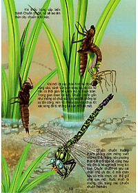 Sách Thế Giới Động Vật Kì Thú - Vườn Côn Trùng