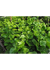 Hạt Giống Mồng Tơi Cao Sản Mồng Tơi Lá To Dễ Trồng,Giàu Dinh Dưỡng - Phú Nông Seeds 15Gr