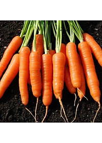 Hạt Giống Cà Rốt New Kuroda Phú Nông