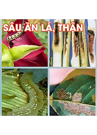 Dầu neem oil Kobi hữu cơ, nguyên chất, diệt bọ, trĩ, nhện đỏ, rệp, sâu, bảo vệ cây hoa hồng, phong lan, ép lạnh -100ml