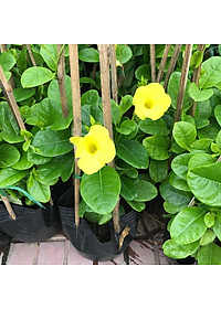 Cây Huỳnh Đệ (thân leo) - cây cảnh vườn + Tặng phân bón cho cây mau lớn