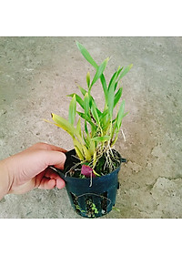 Lan Vũ Nữ - cây cảnh trong nhà + tặng phân bón cho cây mau lớn