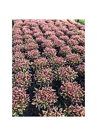 Cây Kỉ Đỏ - cây cảnh vườn + Tặng phân bón cho cây