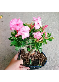 Cây Hoa Sứ Kỳ Duyên - cây cảnh để bàn + tặng phân bón cho cây