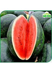 Hạt giống Dưa Hấu Rado 331 (10 hạt) trái to, dài, ruột đỏ, ngọt, kháng sâu bệnh, trồng quanh năm - Hạt giống Rạng Đông