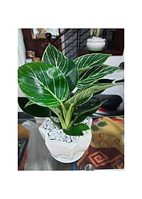 Cây Đế Vương Kim Cương - Cây cảnh để bàn + Tặng phân bón cho cây