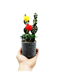 product-img-3