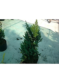 Cây Sơn Tùng Cẩm Thạch - cây cảnh để bàn + tặng phân bón cho cây