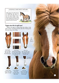 Sách Bách Khoa Tri Thức Về Khám Phá Thế Giới Cho Trẻ Em - Horses And Ponies - Loài Ngựa